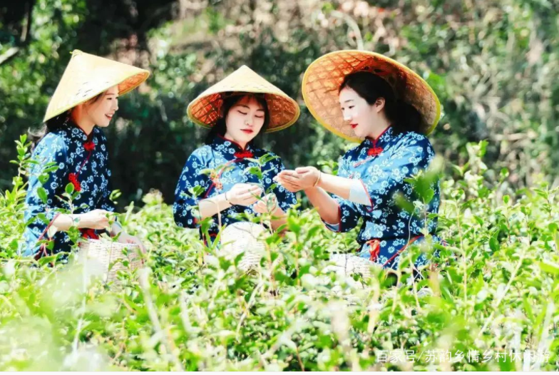 葉葉知春！無(wú)錫毫茶已經(jīng)開(kāi)采